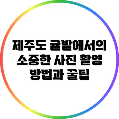 제주도 귤밭에서의 소중한 사진 촬영 방법과 꿀팁