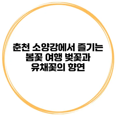춘천 소양강에서 즐기는 봄꽃 여행 벚꽃과 유채꽃의 향연
